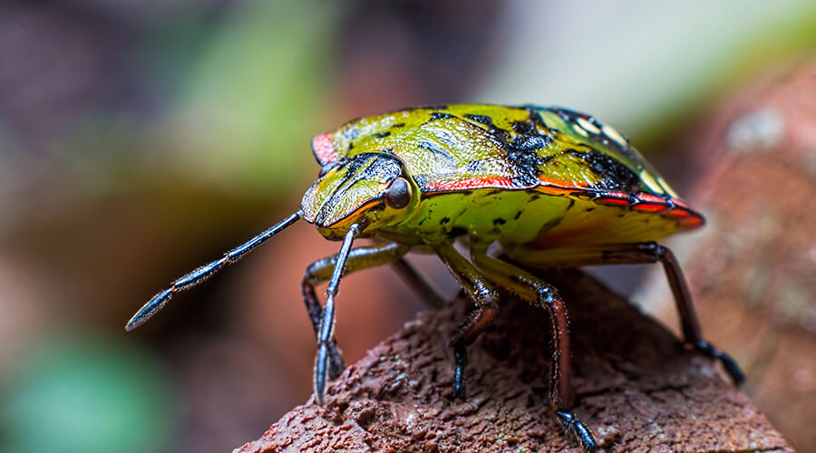 green stink bug