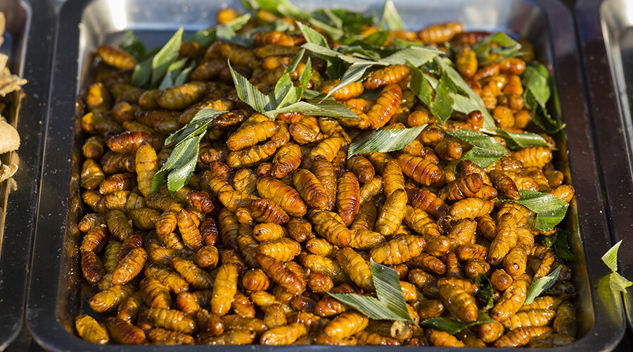 baked grubs at street food festival